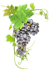 grappe de raisin muscat et feuilles de vigne, fond blanc