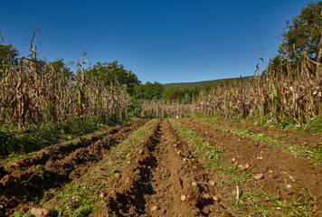 Fototapeta na wymiar Potatoes harvest