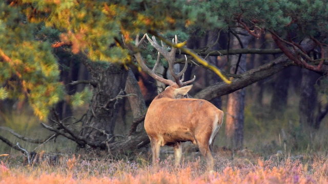 Red Deer Stag Bellowing and rubbing his antlers on the ground.