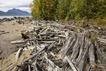 Driftwood and shoreline trees at Flagstaff Lake in northwestern