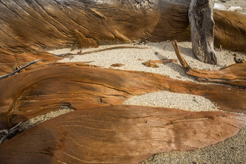 Pieces of stained driftwood logs at Flagstaff Lake in Maine.