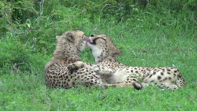 Two affectionate cheetahs licking each other in the lush green grass in the African wild.