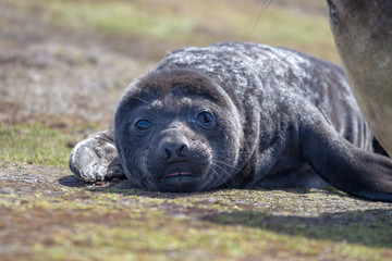 Southern Elephant Seal Pup (Mirounga leonina)
