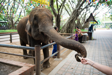 Elephant in zoo