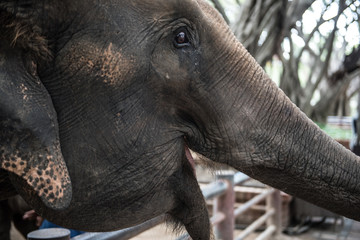 Elephant in zoo