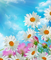 Cosmos flowers on a background of blue sky with clouds