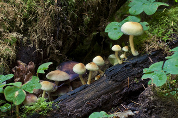 Mushrooms on a log in forest/Mushrooms growing on a log in damp mossy forest