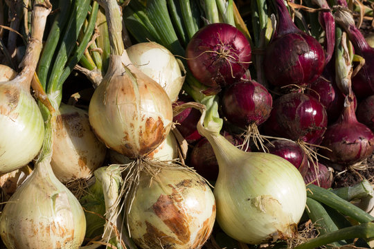 Onion harvest