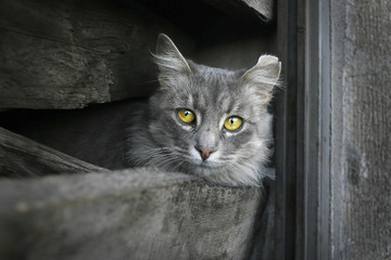 Cat with yellow eyes between wooden planks looking at the camera