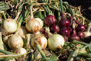 Red and yellow onion harvest collection