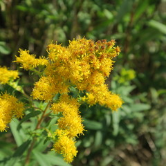 Solidago