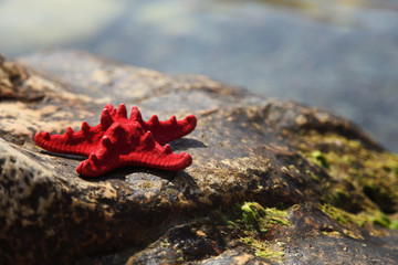 Starfish background