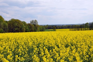 Obraz premium Rapsfeld bei Zeuckritz
