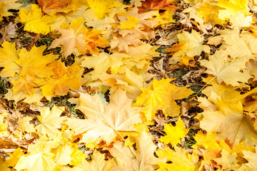 yellow maple leaves, autumn park, golden Autumn time, the yellow