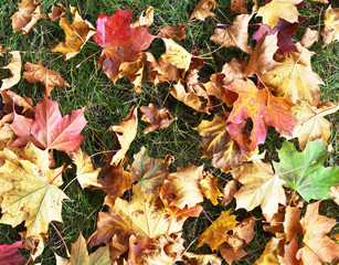 Autumn background of colorful maple leaves on the grass