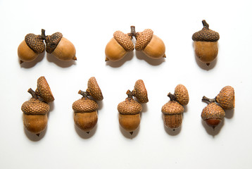 Many acorns with hats on over white