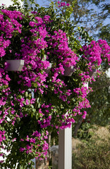 Decorative aegean and mediterranian flower begonia