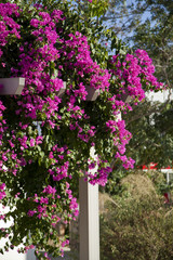 Naklejka premium Decorative aegean and mediterranian flower begonia