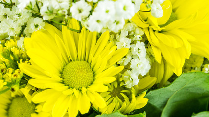 yellow flowers on black background