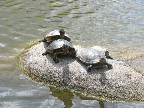 Schildkröten beim Sonnenbad