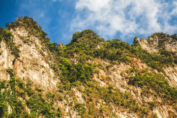 Forest close-up in the island
