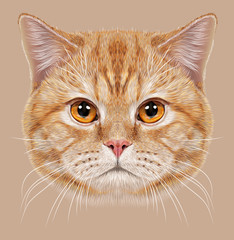 British shorthair cat animal cute face. Illustrated happy tabby orange stripe pattern British kitten head portrait. Realistic fur portrait of British copper eyes cat isolated on beige background.