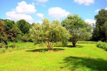 Green trees in the forest grass field