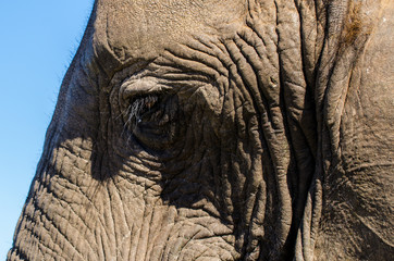 Elefante primo piano, Sudafrica