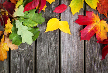 Naklejka na ściany i meble Multicolored leaves on old wooden background