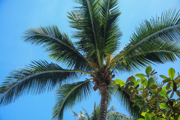 Fototapeta premium Top of palm tree on the beach during sunny day on the tropical island in Southern of Thailand.