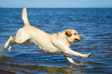 labrador retriever dog