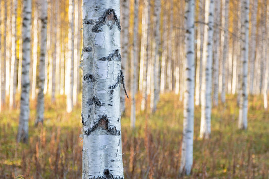 Fototapeta Golden forest