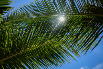 Fototapeta na wymiar Palm tree branch against the light on the tropical beach.