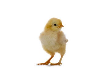 Yellow chicken