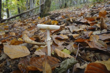 Amanita phalloides, death cap