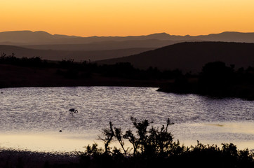 Obraz na płótnie Canvas Paesaggio tramonto, Addo elephants park, Sudafrica