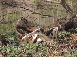 Baumwurzel am Wasser