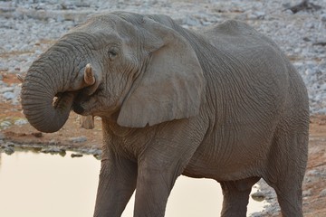 trinkender Elefant (Elephantidae) am Wasserloch von Okaukuejo im Etosha Nationalpark