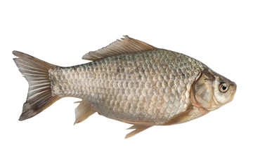 Freshly freshwater fish Crucian carp