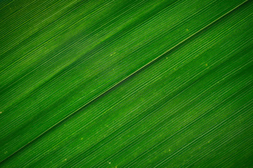 Bamboo leaf texture