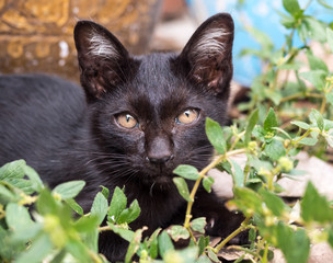 Little black kitten in garden