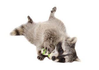 Funny raccoon chewing rawhide bone