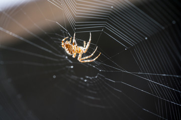 Kreuzspinne mit Spinnfaden webt an ihrer Insektenfalle