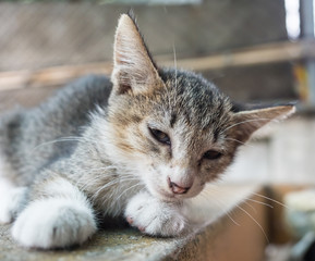 Little cute kitten on outdoor corridor