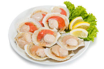 Fresh scallops in the wings for cooking