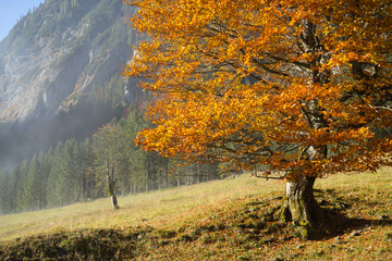 Golden leuchtender Baum im Herbst