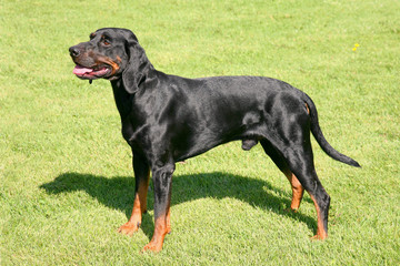 Black Polish Hunting Dog