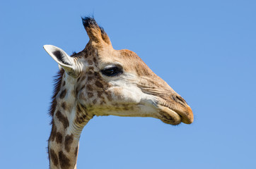 Obraz premium Giraffa - Sudafrica