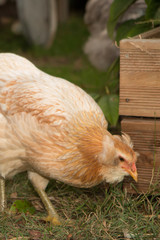 Amazing hen in the field on the hens house