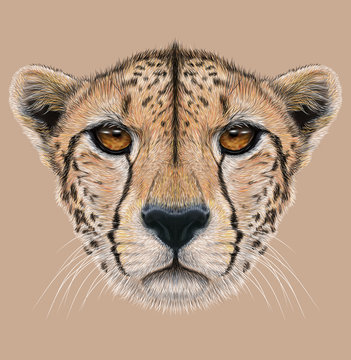 Cheetah animal cute face. Illustrated African wild fast cat head portrait. Realistic fur portrait of cheetah isolated on beige background.